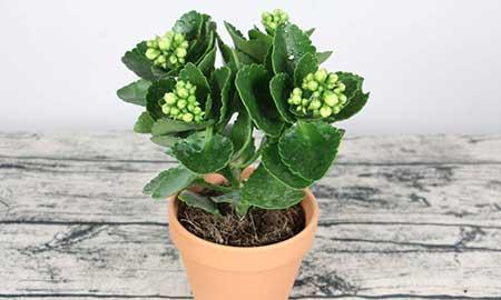 长阶花盆栽养护方法