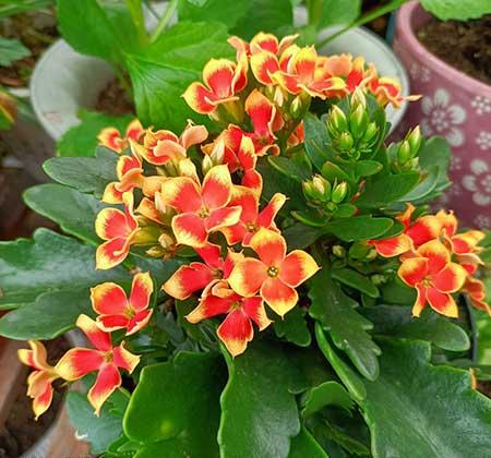 长阶花盆栽养护方法