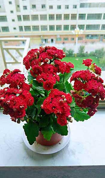 长阶花盆栽养护方法