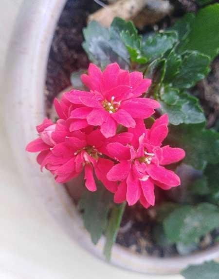 长阶花盆栽养护方法