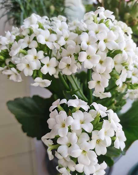 长阶花盆栽养护方法