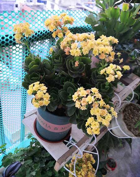 长阶花盆栽养护方法