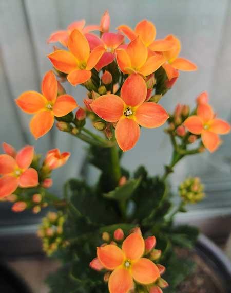 长阶花盆栽养护方法