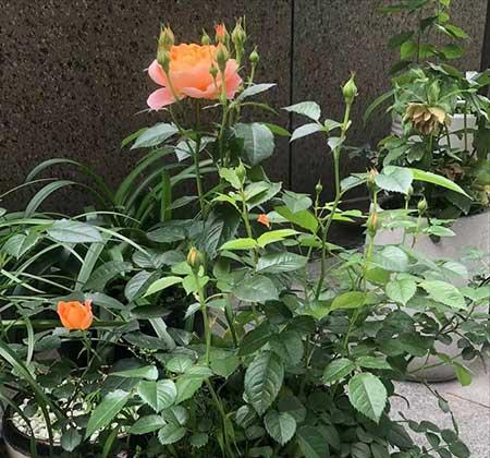 月季花养护方法