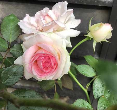 月季花养护方法