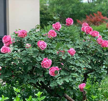 月季花养护方法