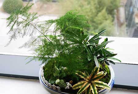 养护家庭绿植劳动过程及感受