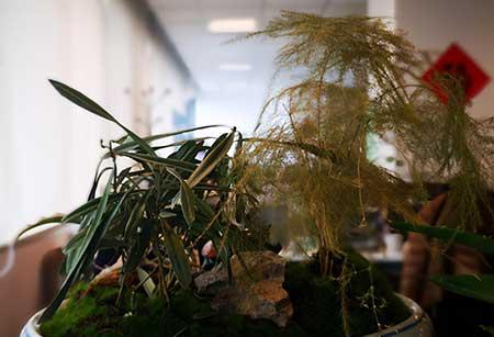 养护家庭绿植劳动过程及感受