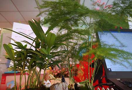 养护家庭绿植劳动过程及感受