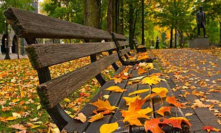 养护家庭绿植劳动过程及感受