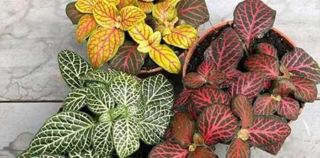 迷你花盆适合养什么花