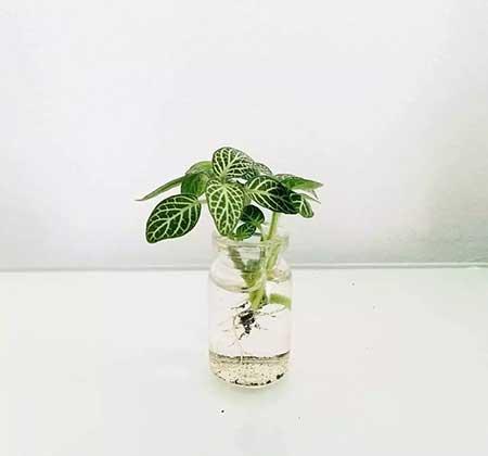 迷你花盆适合养什么花