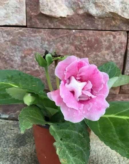 迷你花盆适合养什么花