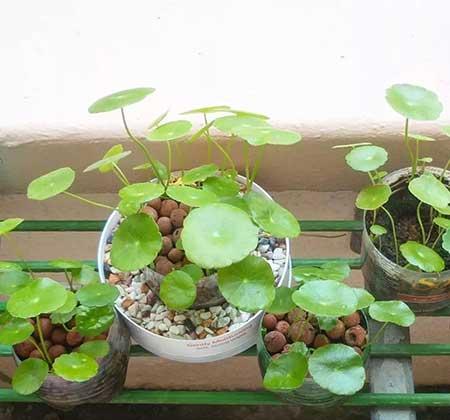 迷你花盆适合养什么花