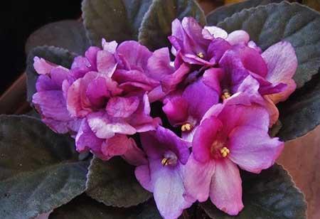 迷你花盆适合养什么花