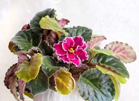 迷你花盆适合养什么花