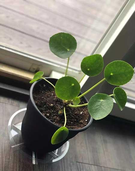 迷你花盆适合养什么花