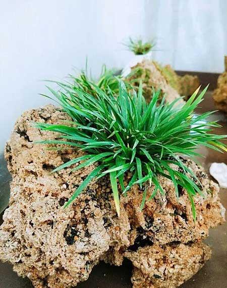 迷你花盆适合养什么花