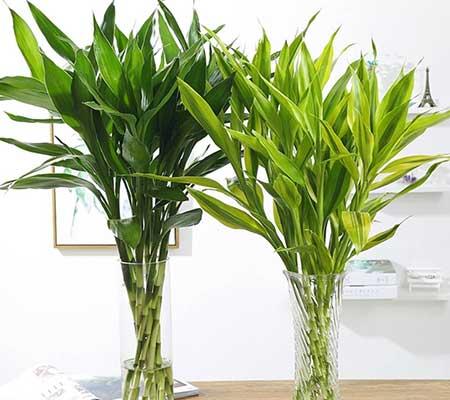 客厅养什么绿植好