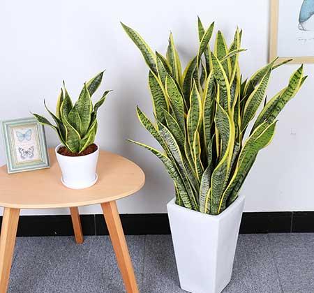 客厅养什么绿植好