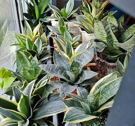 客厅养什么绿植好