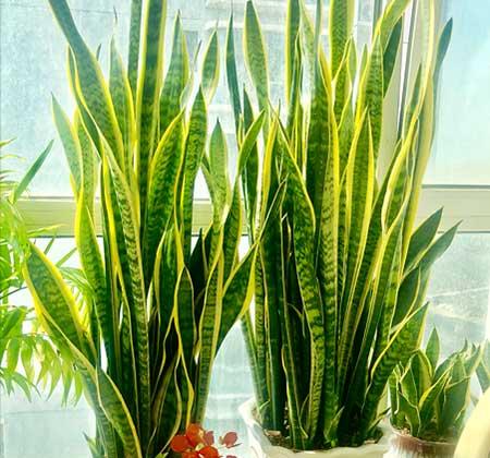 客厅养什么绿植好