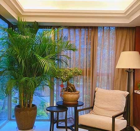 客厅养什么绿植好