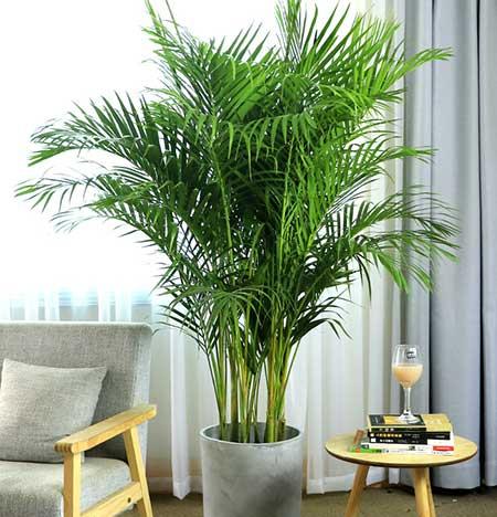 客厅养什么绿植好