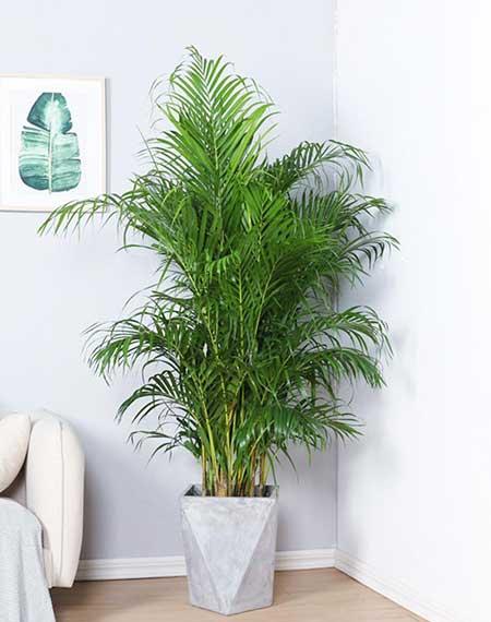 客厅养什么绿植好