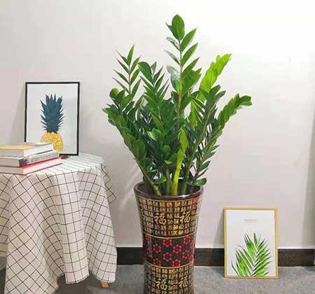 客厅养什么绿植好