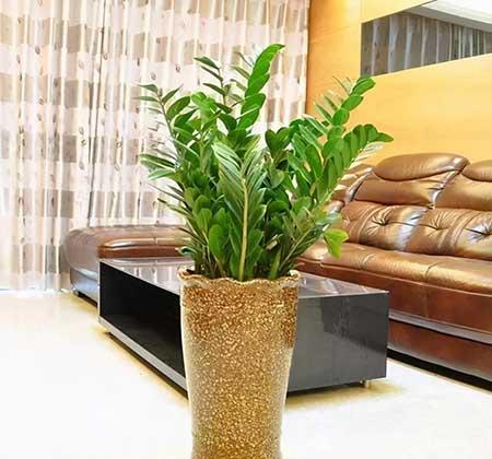 客厅养什么绿植好