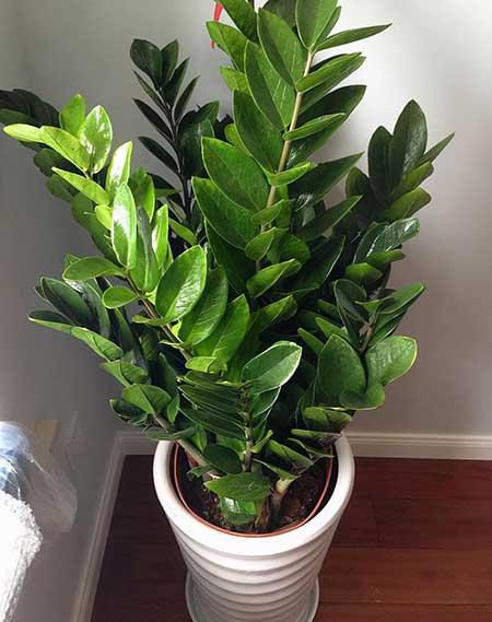 客厅养什么绿植好