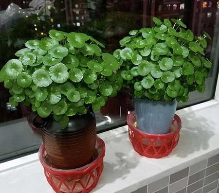 客厅养什么绿植好