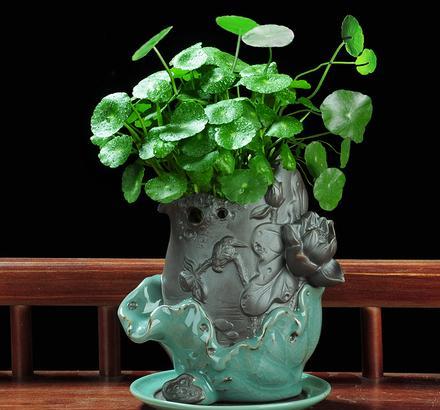 客厅养什么绿植好