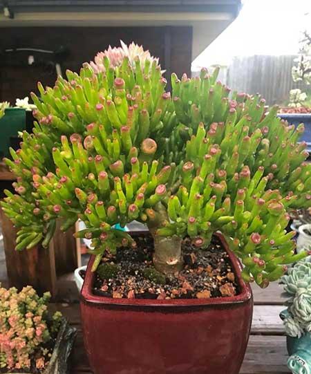 客厅养什么绿植好