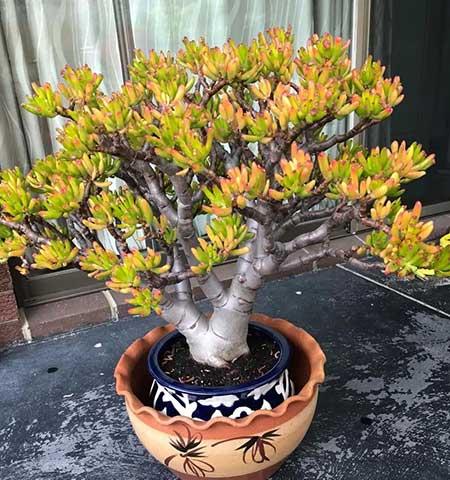 客厅养什么绿植好