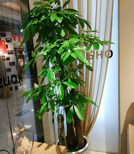 客厅养什么绿植好