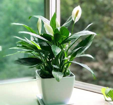 客厅养什么绿植好