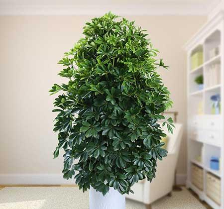 客厅养什么绿植好