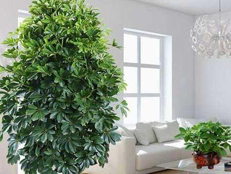客厅养什么绿植好