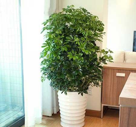 客厅养什么绿植好