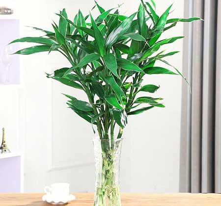 客厅养什么绿植好