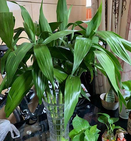 客厅养什么绿植好