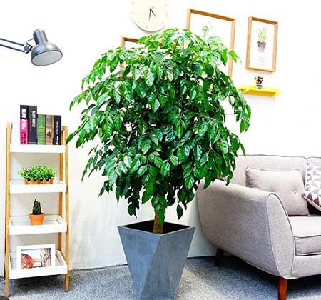 适合养在客厅的花