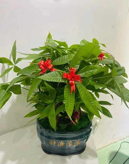 适合养在客厅的花