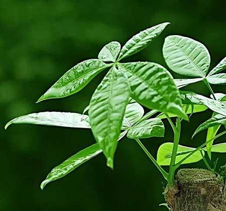 适合养在客厅的花