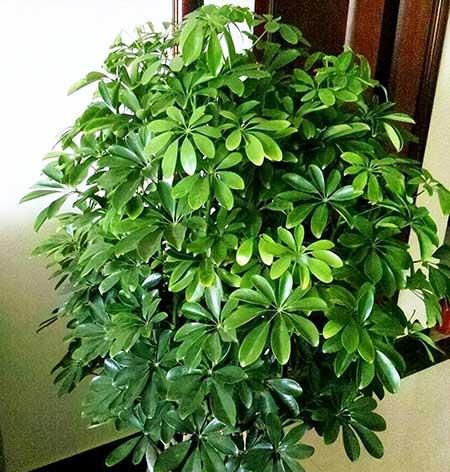 适合养在客厅的花