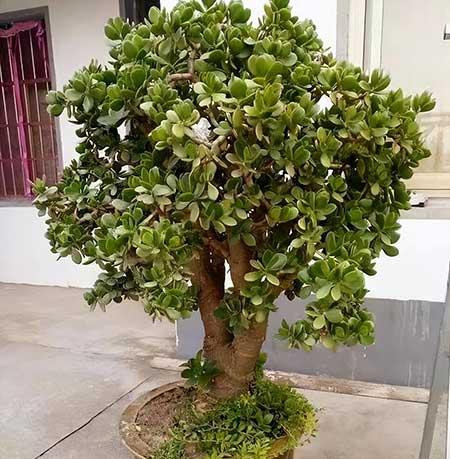 适合养在客厅的花