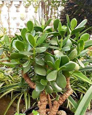 适合养在客厅的花