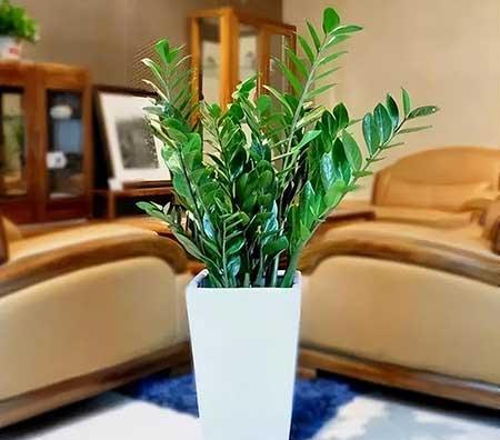 适合养在客厅的花